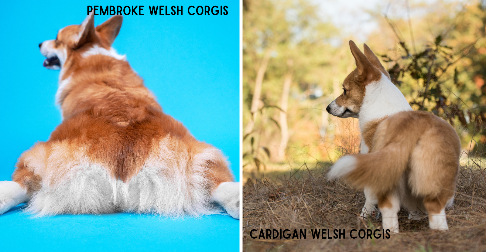 Corgi and fox sales